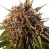 семена конопли с доставкой Passion Fruit feminised семена конопли с доставкой Passion Fruit feminised