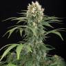 Blue Thai feminised Dinafem Seeds Blue Thai feminised Dinafem Seeds