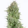 Blue Thai feminised Dinafem Seeds Blue Thai feminised Dinafem Seeds