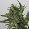 семена конопли Спб Auto OG Kush feminised Dinafem Seeds семена конопли Спб Auto OG Kush feminised Dinafem Seeds