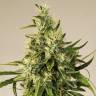 хорошие семена конопли Trainwreck feminised Humboldt Seeds