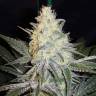 семена конопли дешево Eldorado feminised Nirvana Seeds семена конопли дешево Eldorado feminised Nirvana Seeds