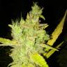семена конопли с доставкой Eldorado feminised Nirvana Seeds семена конопли с доставкой Eldorado feminised Nirvana Seeds