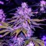 семена конопли интернет магазин Space Cookies feminised Paradise Seeds семена конопли интернет магазин Space Cookies feminised Paradise Seeds
