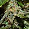 семена конопли феминизированные Space Cookies feminised Paradise Seeds семена конопли феминизированные Space Cookies feminised Paradise Seeds