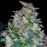 семена конопли марихуаны White Widow feminised Pyramid Seeds семена конопли марихуаны White Widow feminised Pyramid Seeds