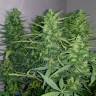 семена конопли аутдор White Widow feminised Pyramid Seeds семена конопли аутдор White Widow feminised Pyramid Seeds