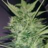 семена конопли в интернете White Widow feminised Pyramid Seeds семена конопли в интернете White Widow feminised Pyramid Seeds