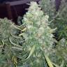 семена конопли гидропоники White Widow feminised Pyramid Seeds семена конопли гидропоники White Widow feminised Pyramid Seeds