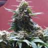 семена конопли наложенным платежом Sweet Cheese F1 Fast Version feminised Sweet Seeds семена конопли наложенным платежом Sweet Cheese F1 Fast Version feminised Sweet Seeds