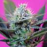 Auto + Speed feminised Ganja Seeds Auto + Speed feminised Ganja Seeds