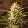 Семена марихуаны Auto + Speed feminised Ganja Seeds Семена марихуаны Auto + Speed feminised Ganja Seeds