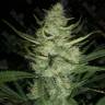 Auto Gelato fem купить семена каннабиса данного сорта Auto Gelato fem купить семена каннабиса данного сорта