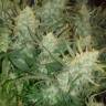 Auto Gelato feminised Ganja Seeds купить семена марихуаны в России Auto Gelato feminised Ganja Seeds купить семена марихуаны в России