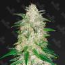 Auto Gelato fem купить семена каннабиса по выгодной цене Auto Gelato fem купить семена каннабиса по выгодной цене