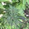 Blue Widow feminised Dinafem Seeds Blue Widow feminised Dinafem Seeds