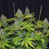 Blue Widow feminised Dinafem Seeds Blue Widow feminised Dinafem Seeds