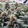 Blue Widow feminised Dinafem Seeds Blue Widow feminised Dinafem Seeds