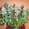 семена конопли Спб Auto Alakol feminised Bang Seeds семена конопли Спб Auto Alakol feminised Bang Seeds