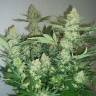 семена конопли индика Three Blue Kings feminised Humboldt Seeds семена конопли индика Three Blue Kings feminised Humboldt Seeds