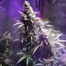 семена конопли Спб Three Blue Kings feminised Humboldt Seeds семена конопли Спб Three Blue Kings feminised Humboldt Seeds