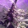 семена конопли в России Three Blue Kings feminised Humboldt Seeds семена конопли в России Three Blue Kings feminised Humboldt Seeds