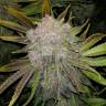 семена конопли феминизированные Wappa feminised Paradise Seeds