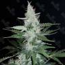 Super Mazar fem купить семена каннабиса для опытных Super Mazar fem купить семена каннабиса для опытных