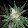 Super Mazar feminised Ganja Seeds лучший выбор семян конопли в интернете Super Mazar feminised Ganja Seeds лучший выбор семян конопли в интернете