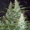 Super Mazar feminised Ganja Seeds Купить дешевые семена марихуаны в России Super Mazar feminised Ganja Seeds Купить дешевые семена марихуаны в России
