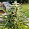 семена конопли медицинской Afghani №1 feminised семена конопли медицинской Afghani №1 feminised