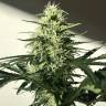 семена конопли элитных сортов Afghani №1 feminised семена конопли элитных сортов Afghani №1 feminised