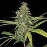 Himalaya Gold feminised Ganja Seeds Himalaya Gold feminised Ganja Seeds