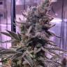 Himalaya Gold feminised Ganja Seeds Himalaya Gold feminised Ganja Seeds
