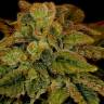 Himalaya Gold feminised Ganja Seeds Himalaya Gold feminised Ganja Seeds