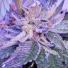 Bubba Kush feminised Dinafem Seeds Bubba Kush feminised Dinafem Seeds