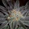 Bubba Kush feminised Dinafem Seeds Bubba Kush feminised Dinafem Seeds