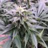 семена конопли аутдор Laughing Buddha regular Ganja Seeds семена конопли аутдор Laughing Buddha regular Ganja Seeds