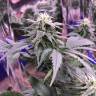 семена конопли гидропоники Laughing Buddha regular Ganja Seeds семена конопли гидропоники Laughing Buddha regular Ganja Seeds