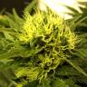 купить семена конопли White Berry feminised Paradise Seeds купить семена конопли White Berry feminised Paradise Seeds