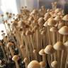Panaeolus Cyanescens