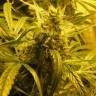 семена конопли курьером Amazon Brazil feminised семена конопли курьером Amazon Brazil feminised
