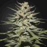 семена конопли Super Lemon Haze CBD feminised Green House Seeds семена конопли Super Lemon Haze CBD feminised Green House Seeds