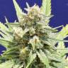 Auto Super Hash regular Ganja Seeds Auto Super Hash regular Ganja Seeds