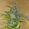 семена конопли медицинской Blue Dream CBD feminised Humboldt Seeds семена конопли медицинской Blue Dream CBD feminised Humboldt Seeds