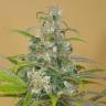 семена конопли для выращивания Blue Dream CBD feminised Humboldt Seeds семена конопли для выращивания Blue Dream CBD feminised Humboldt Seeds