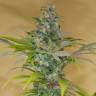 семена конопли марихуаны Blue Dream CBD feminised Humboldt Seeds семена конопли марихуаны Blue Dream CBD feminised Humboldt Seeds