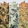 семена конопли Indica Champions Pack feminised Paradise Seeds семена конопли Indica Champions Pack feminised Paradise Seeds