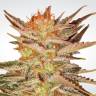заказ семян конопли Indica Champions Pack feminised Paradise Seeds заказ семян конопли Indica Champions Pack feminised Paradise Seeds