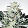 где заказать семена конопли Indica Champions Pack feminised Paradise Seeds где заказать семена конопли Indica Champions Pack feminised Paradise Seeds
